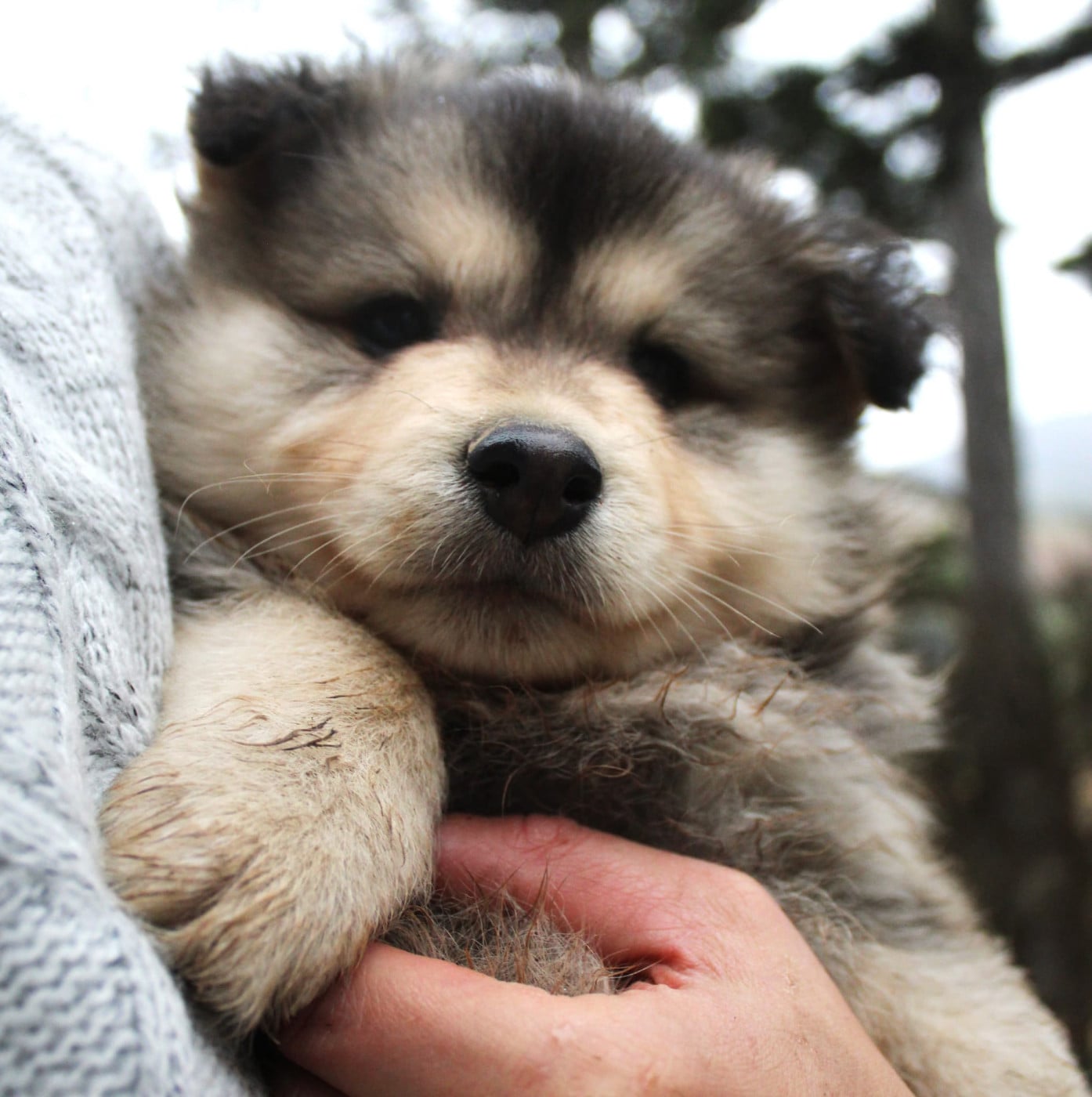 Chiot Chien finnois de Laponie