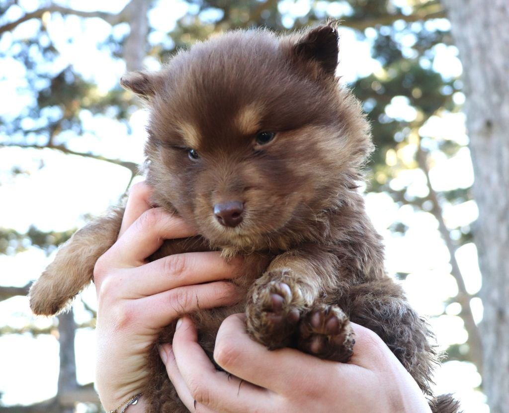 Chien finnois de Laponie - Du Domaine Louchine