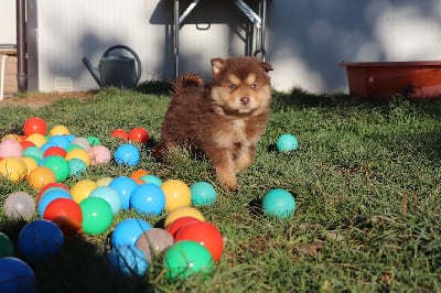 Les chiots de Chien finnois de Laponie