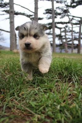 Les chiots de Chien finnois de Laponie