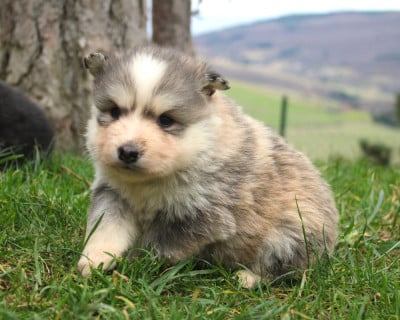 Les chiots de Chien finnois de Laponie