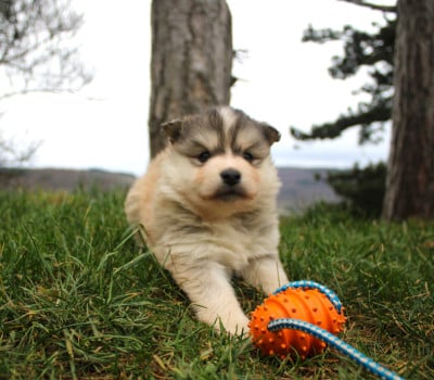 Les chiots de Chien finnois de Laponie