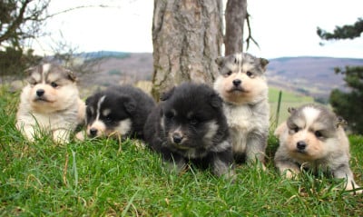 Les chiots de Chien finnois de Laponie