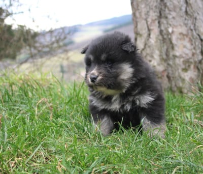 Les chiots de Chien finnois de Laponie