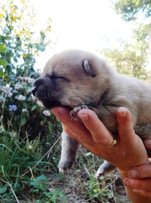 Chiot N°6 - Shiba