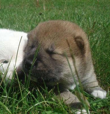 Les chiots de Shiba