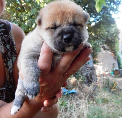 Les chiots de Shiba