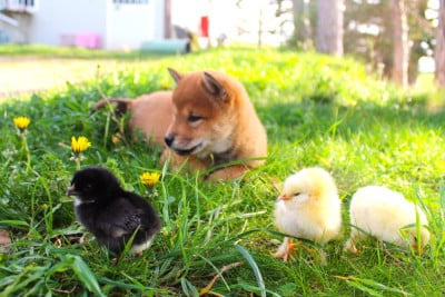 Les chiots de Shiba