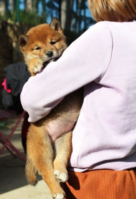 Les chiots de Shiba