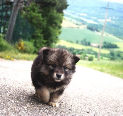 Les chiots de Chien finnois de Laponie