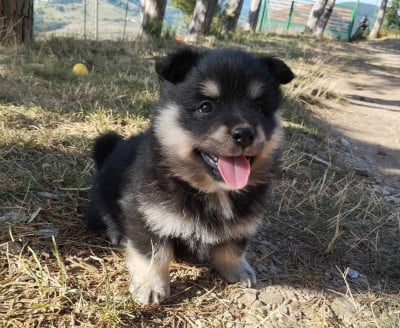 Les chiots de Chien finnois de Laponie