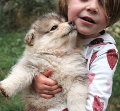 Les chiots de Chien finnois de Laponie