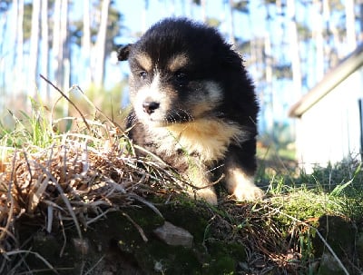 Les chiots de Chien finnois de Laponie