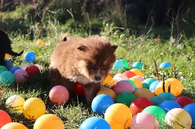 Les chiots de Chien finnois de Laponie