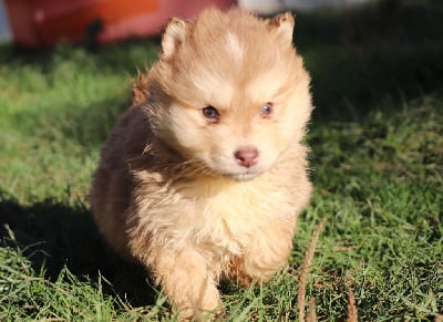 Les chiots de Chien finnois de Laponie