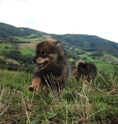 Les chiots de Chien finnois de Laponie