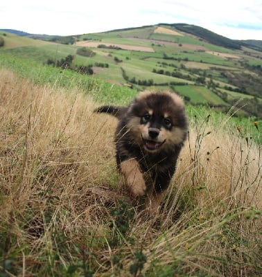 Les chiots de Chien finnois de Laponie