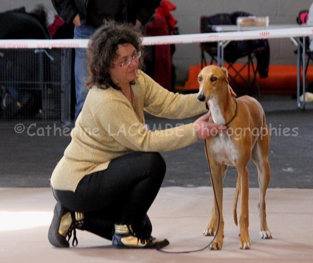 CH. airy elf's Made for love - 2e EXC, classe jeune