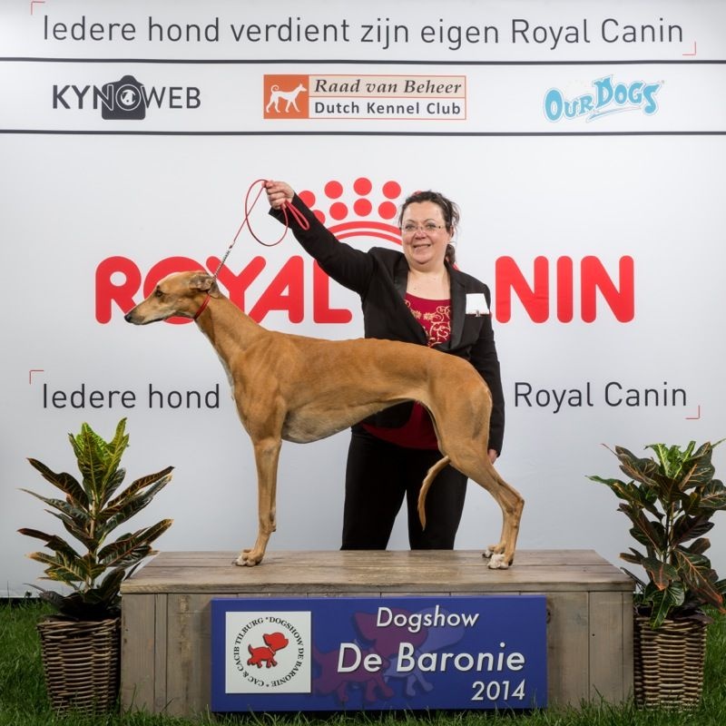 CH. airy elf's Made for love - CACIB, CACS, BOS