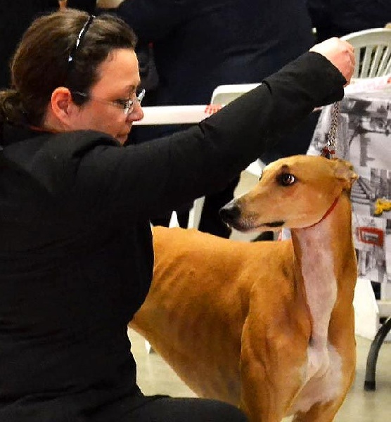 CH. airy elf's Made for love - 1er excellent, CACS, RCACIB