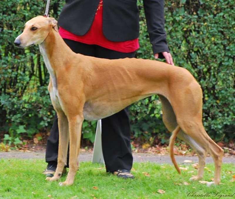 CH. airy elf's Made for love - 3e EXC, classe ouverte femelle