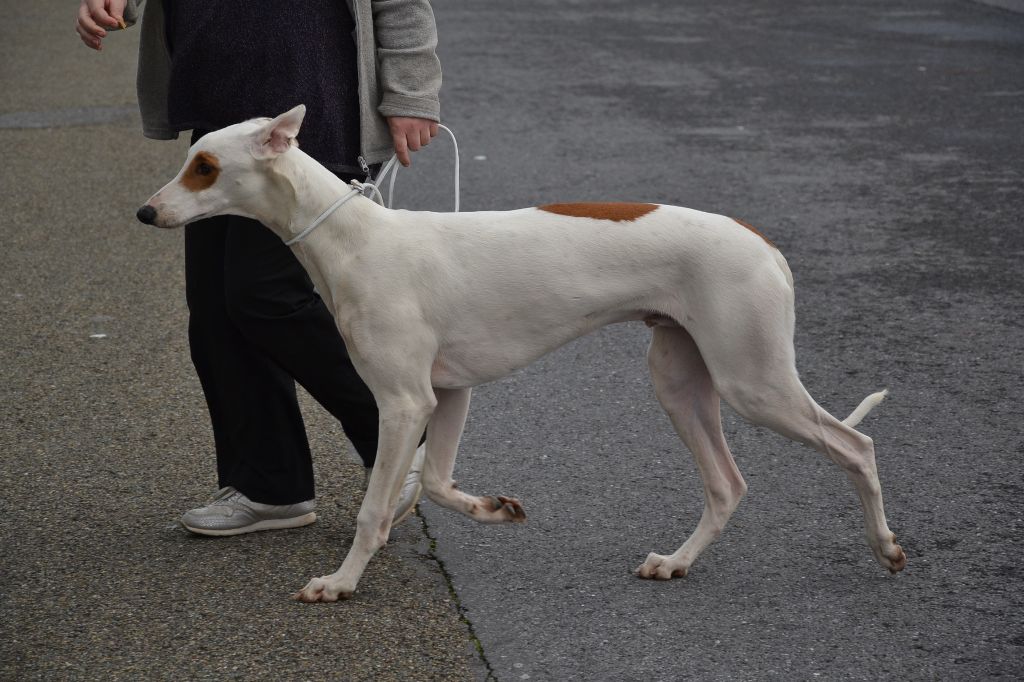 CH. Inchydoney Memories Oreo martini - Prometteur, BOB puppy