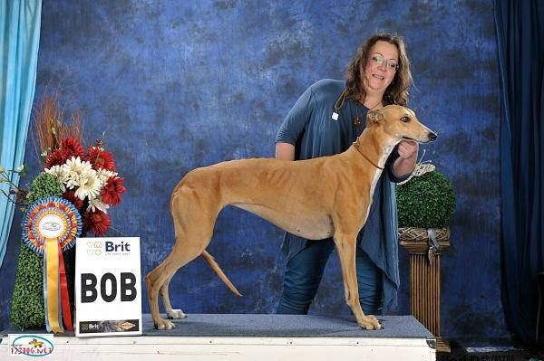 CH. airy elf's Made for love - 1er EXC classe champion femelle, CACS, CACIB, BOB