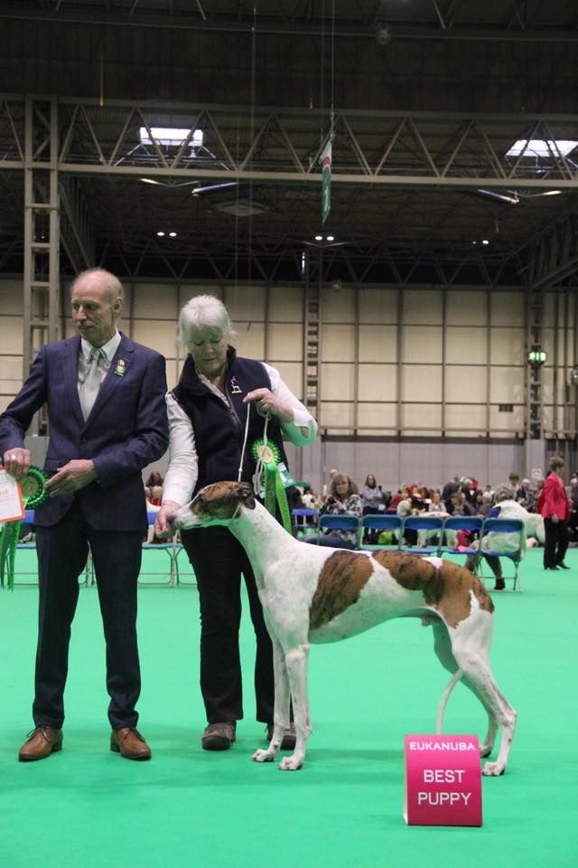 Inchydoney Memories North star - Best puppy in breed