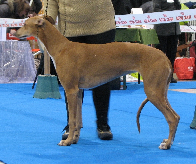 CH. airy elf's Made for love - TP, classe Puppy