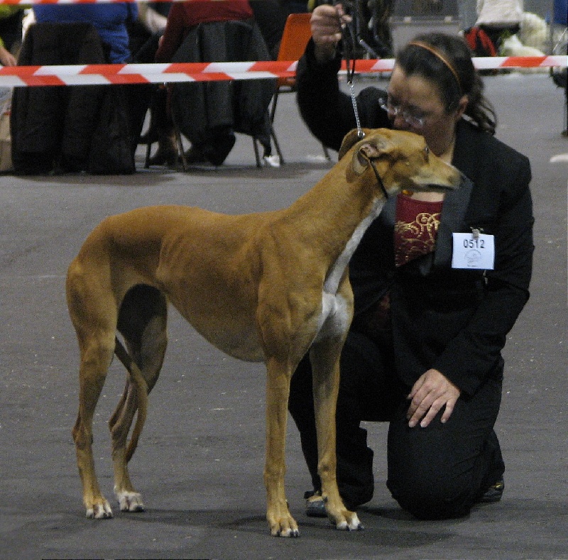 CH. airy elf's Made for love - CACIB