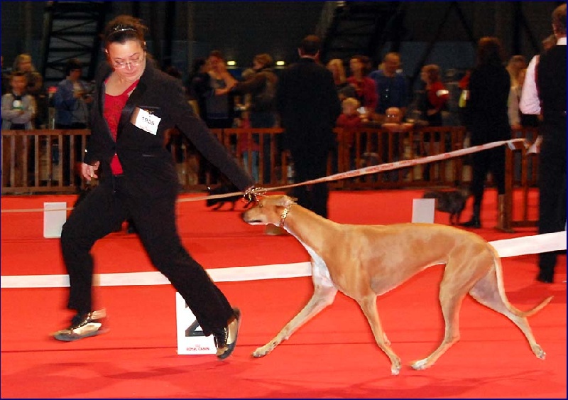 CH. airy elf's Made for love - 1er EXC, RCACS, RCACIB