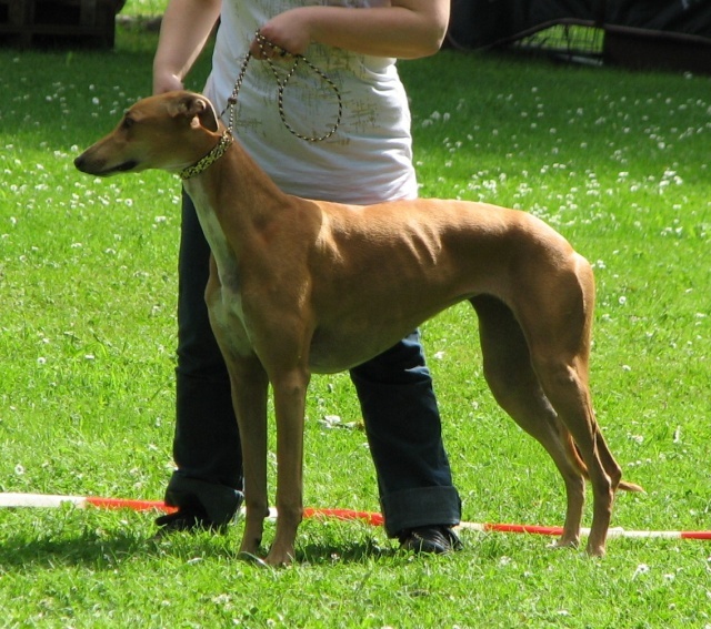 CH. airy elf's Made for love - 1er EXC, CACL, Champion Junior Lux., BIS junior, BOB
