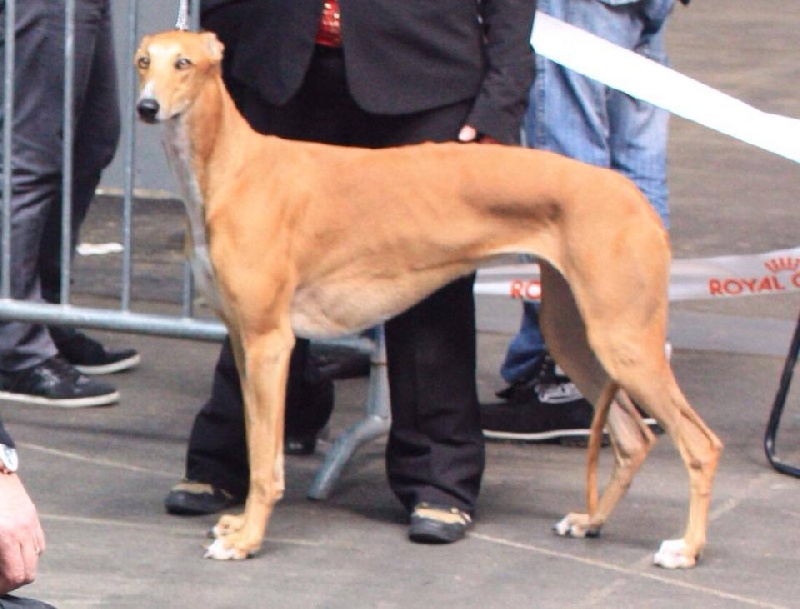 CH. airy elf's Made for love - 2e EXC, classe intermédiaire femelle