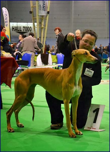 CH. airy elf's Made for love - CACS de spéciale de race, CACIB, BOS