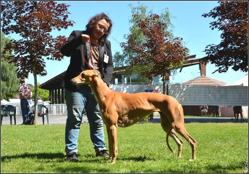 CH. airy elf's Made for love - EXC, classe ouverte femelle