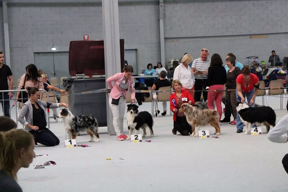 Help me to reach the stars des roches d'Orvaz - 3ème excellent en classe ouverte femelle