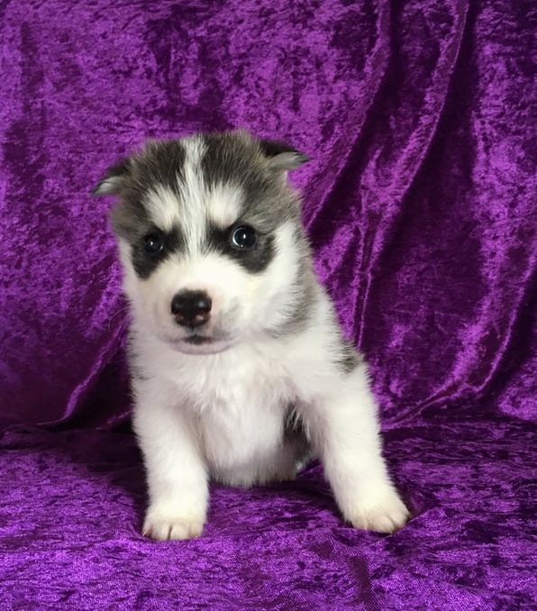 NEMO - Siberian Husky