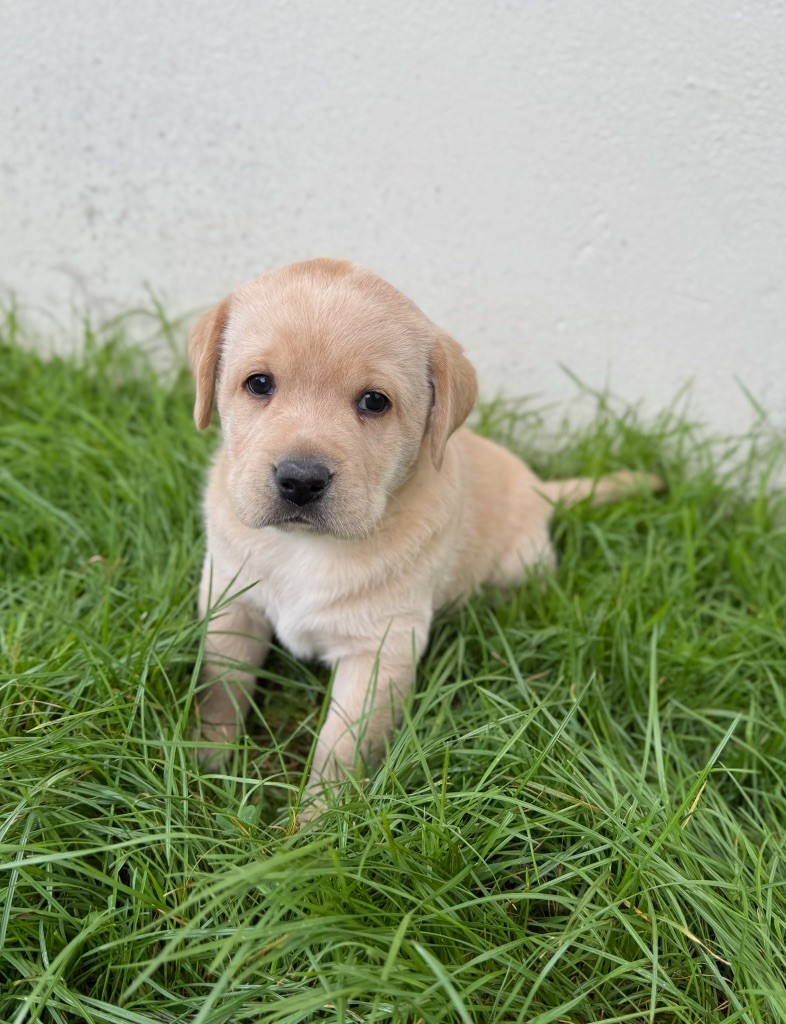 Tous Nos Chiots Vendre De Race Labrador Retriever En France