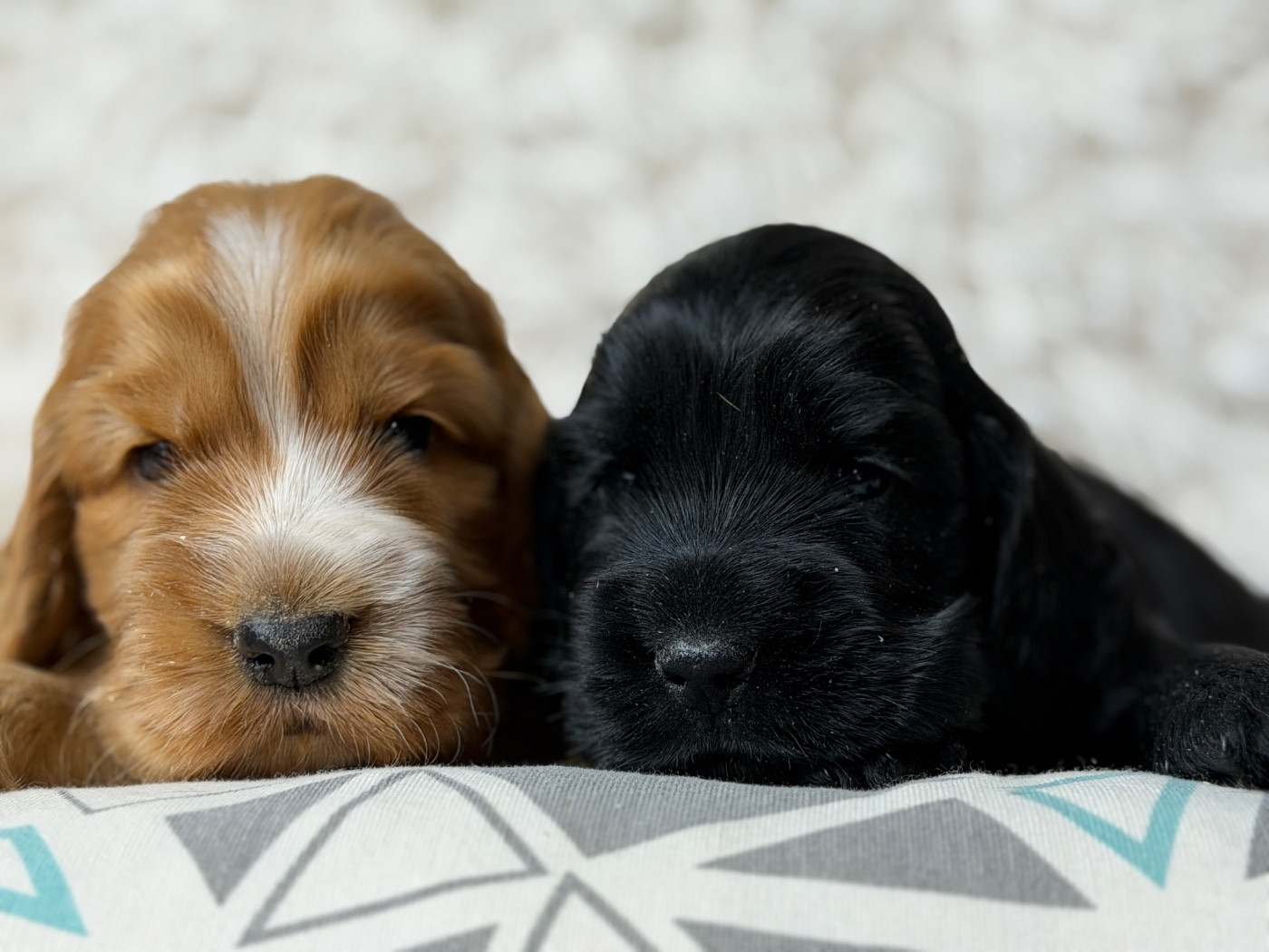 Cocker Spaniel Anglais - du moulin de madjurie