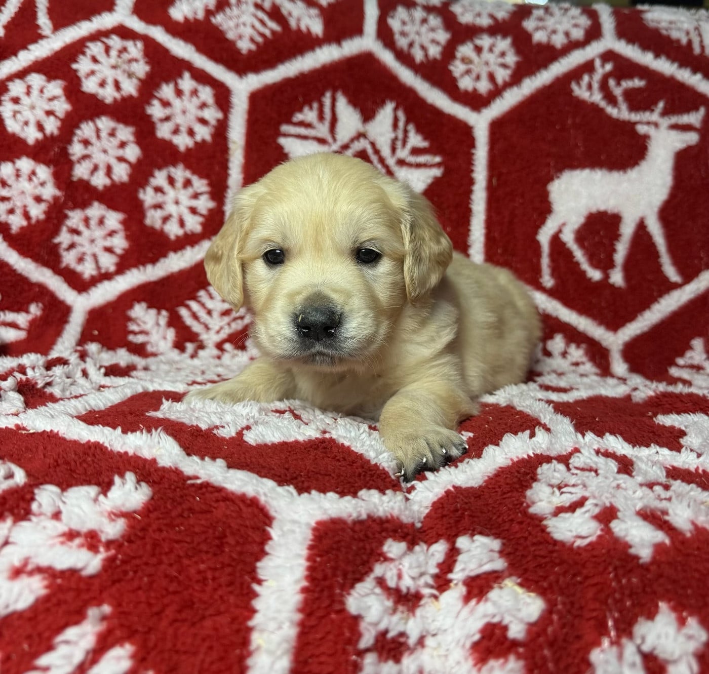 Golden Retriever - du moulin de madjurie