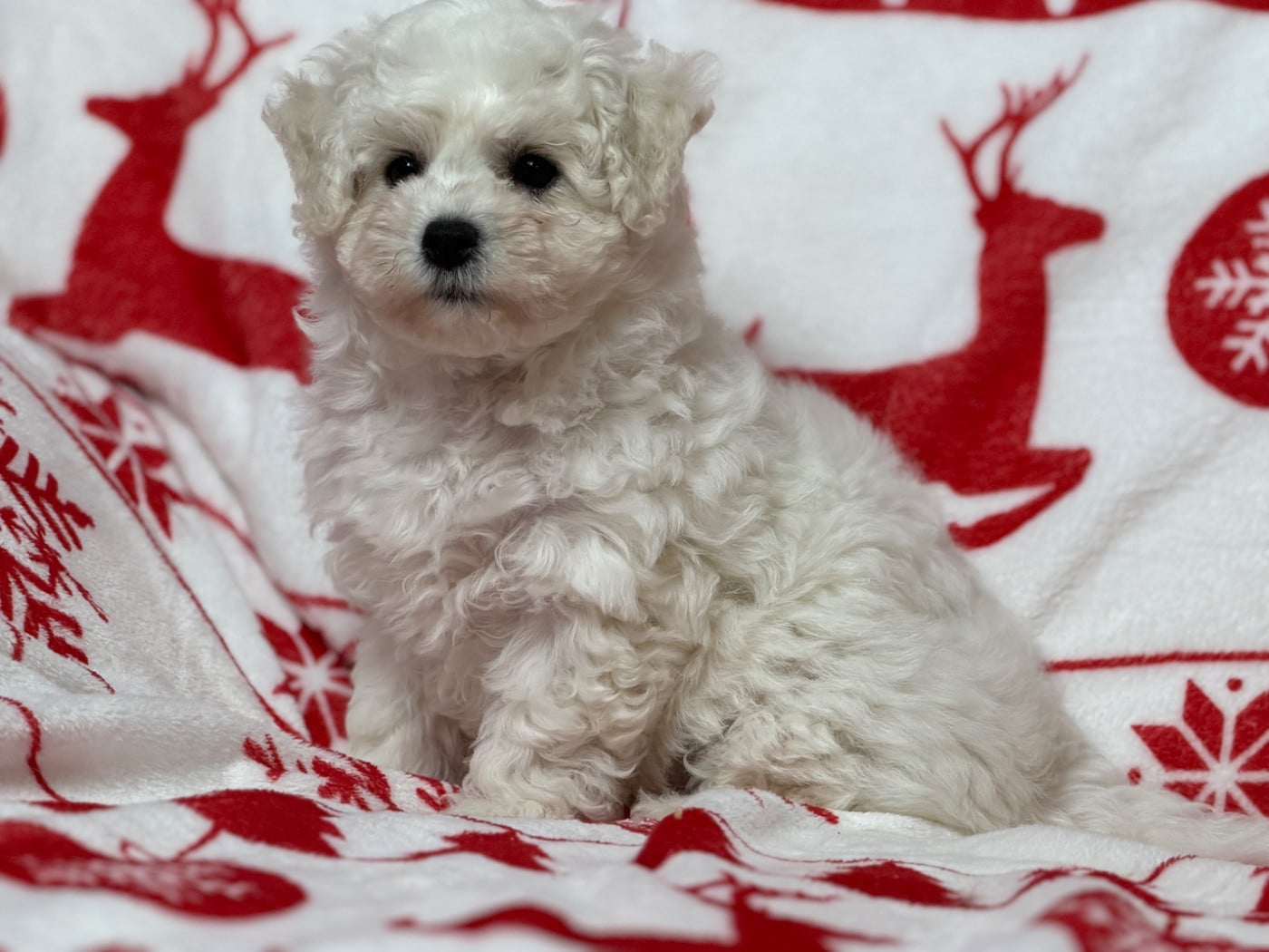 CHIOT 2 - Bichon Frise