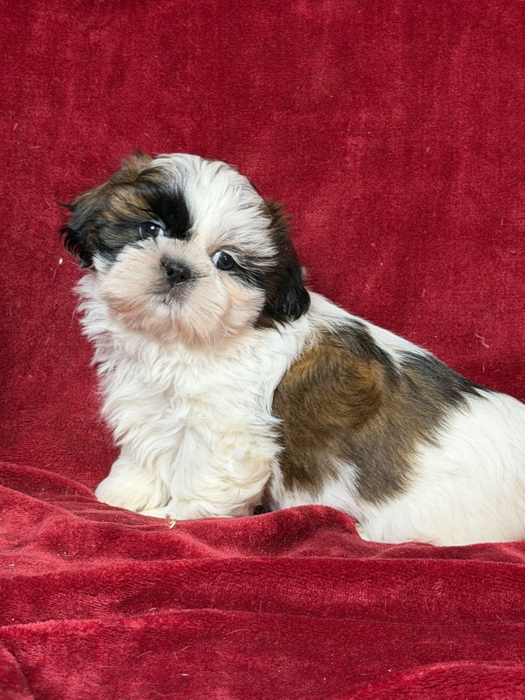 Shih Tzu - du moulin de madjurie