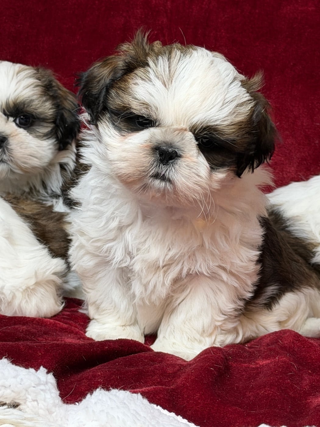CHIOT 2 - Shih Tzu