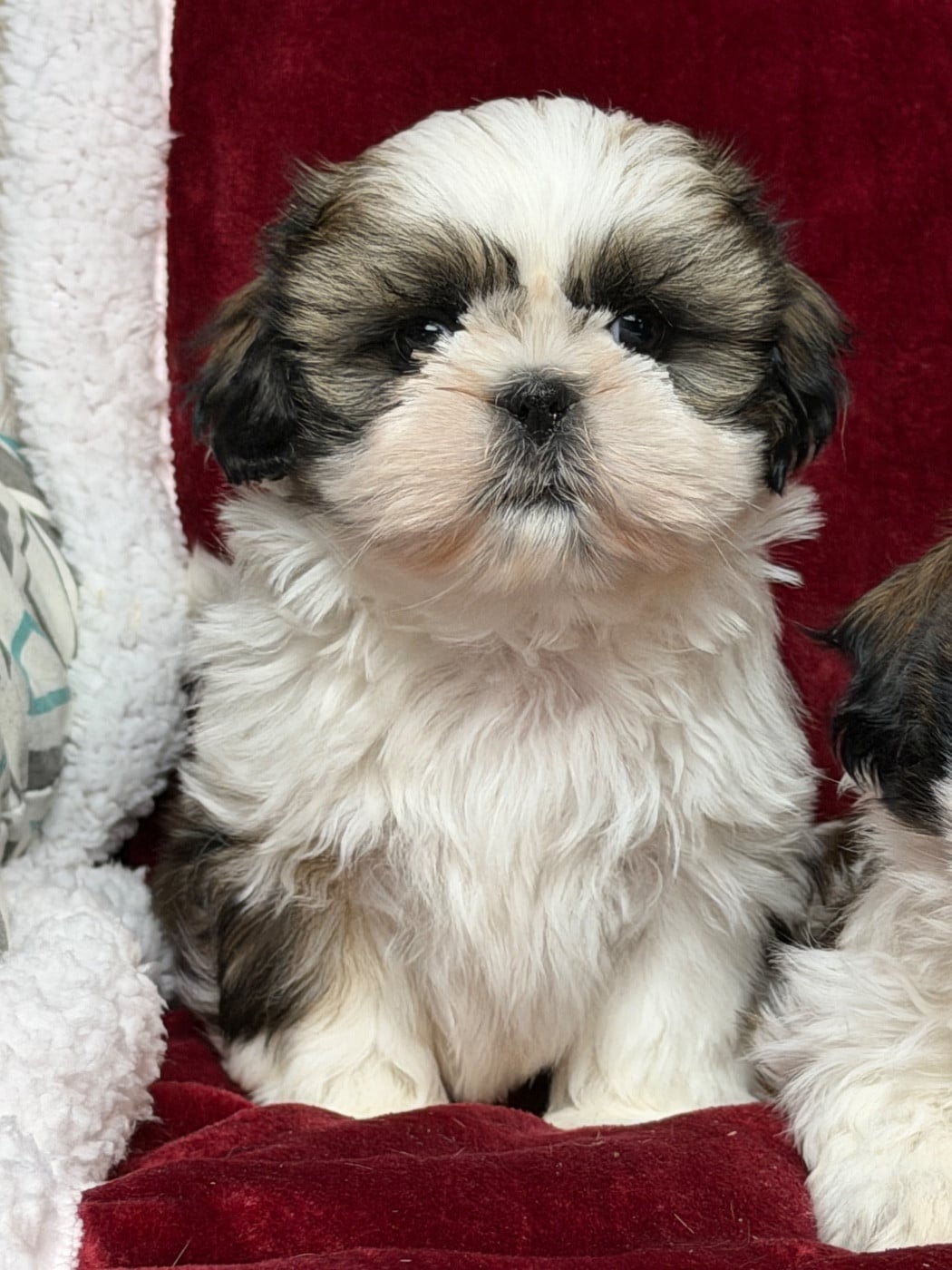 CHIOT 5 - Shih Tzu