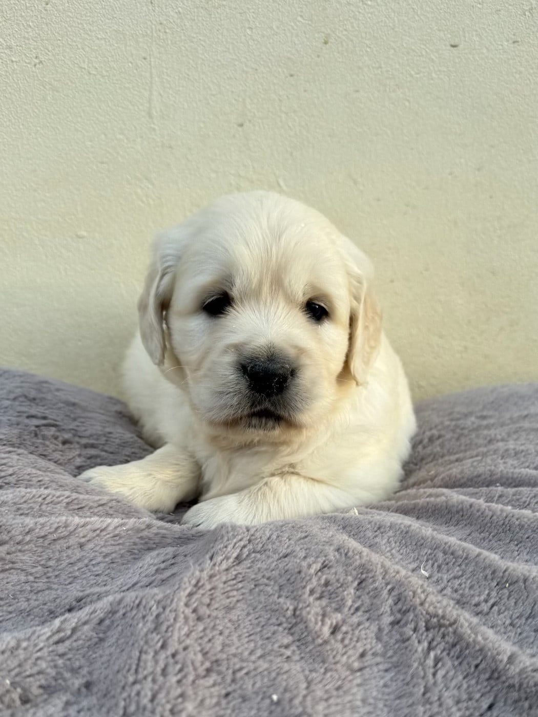 CHIOT 1 - Golden Retriever
