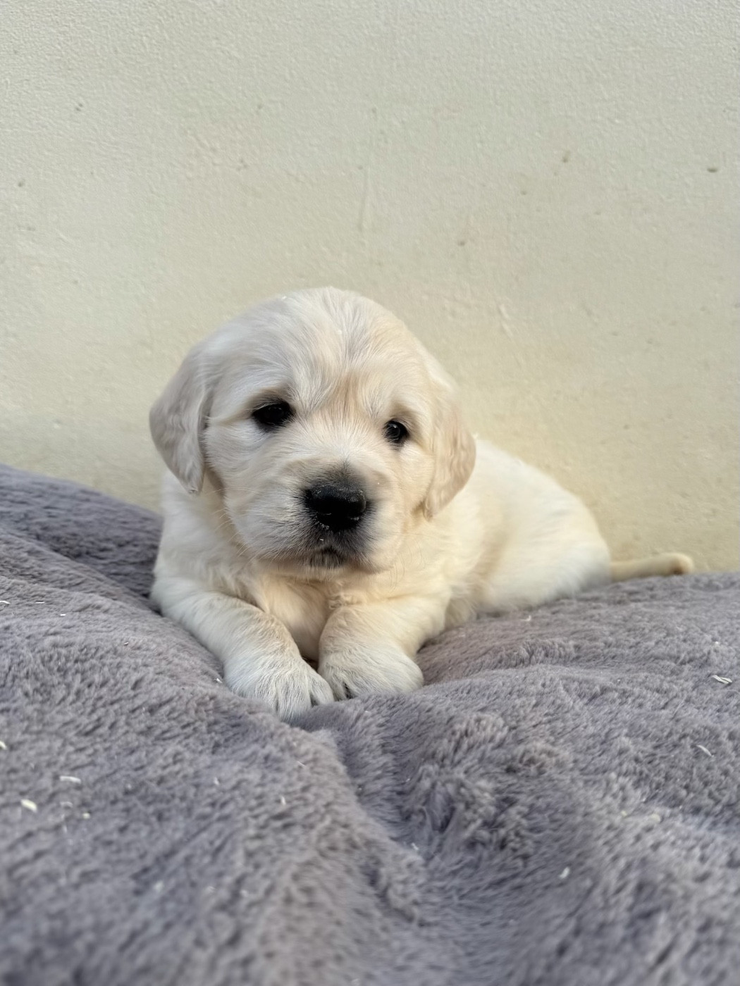 CHIOT 2 - Golden Retriever