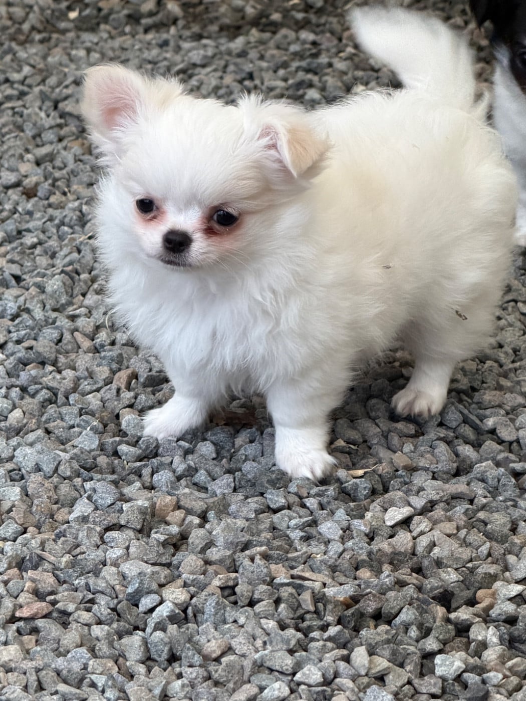 Chihuahua - du moulin de madjurie