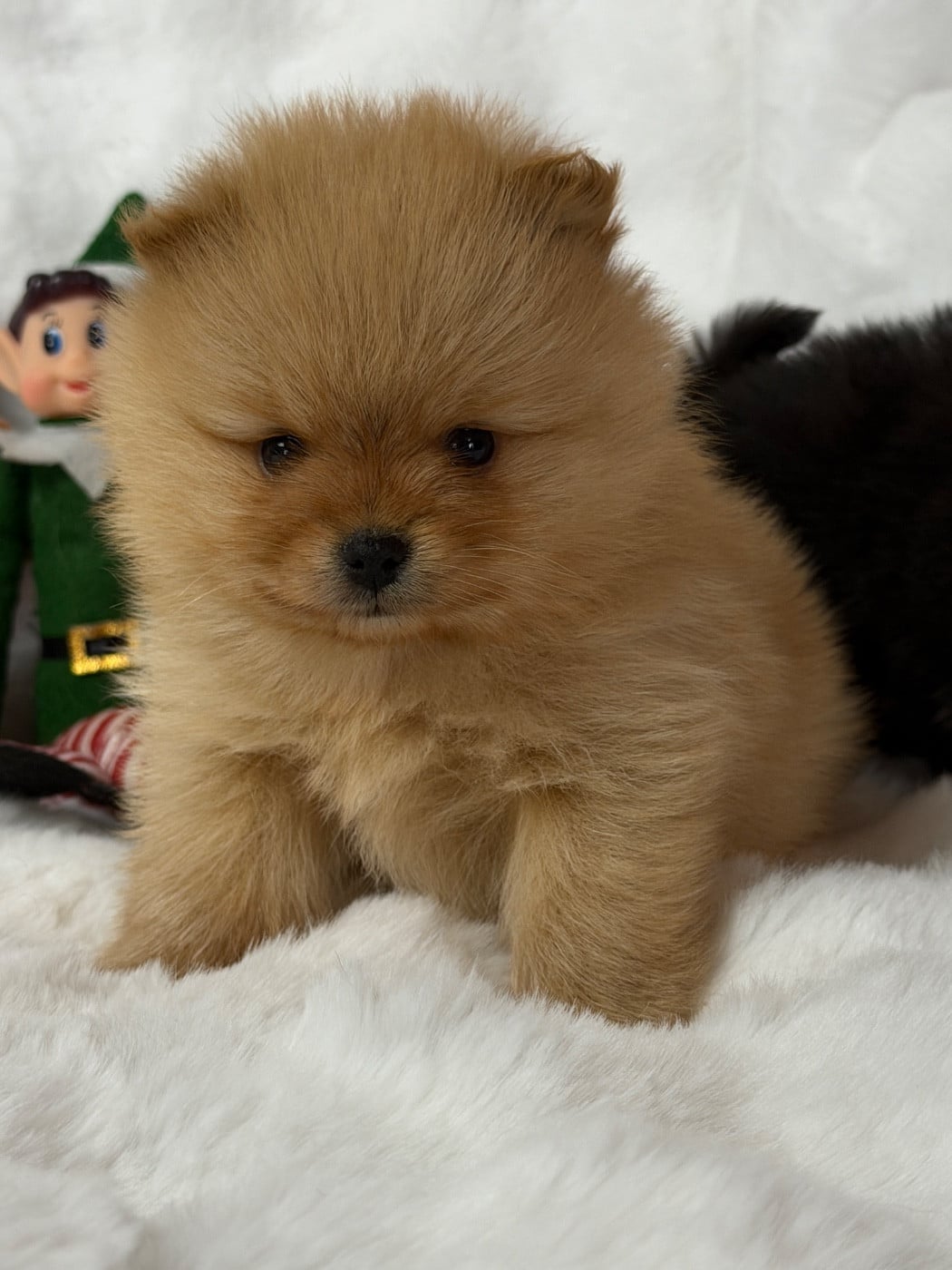 CHIOT 3 - Spitz allemand