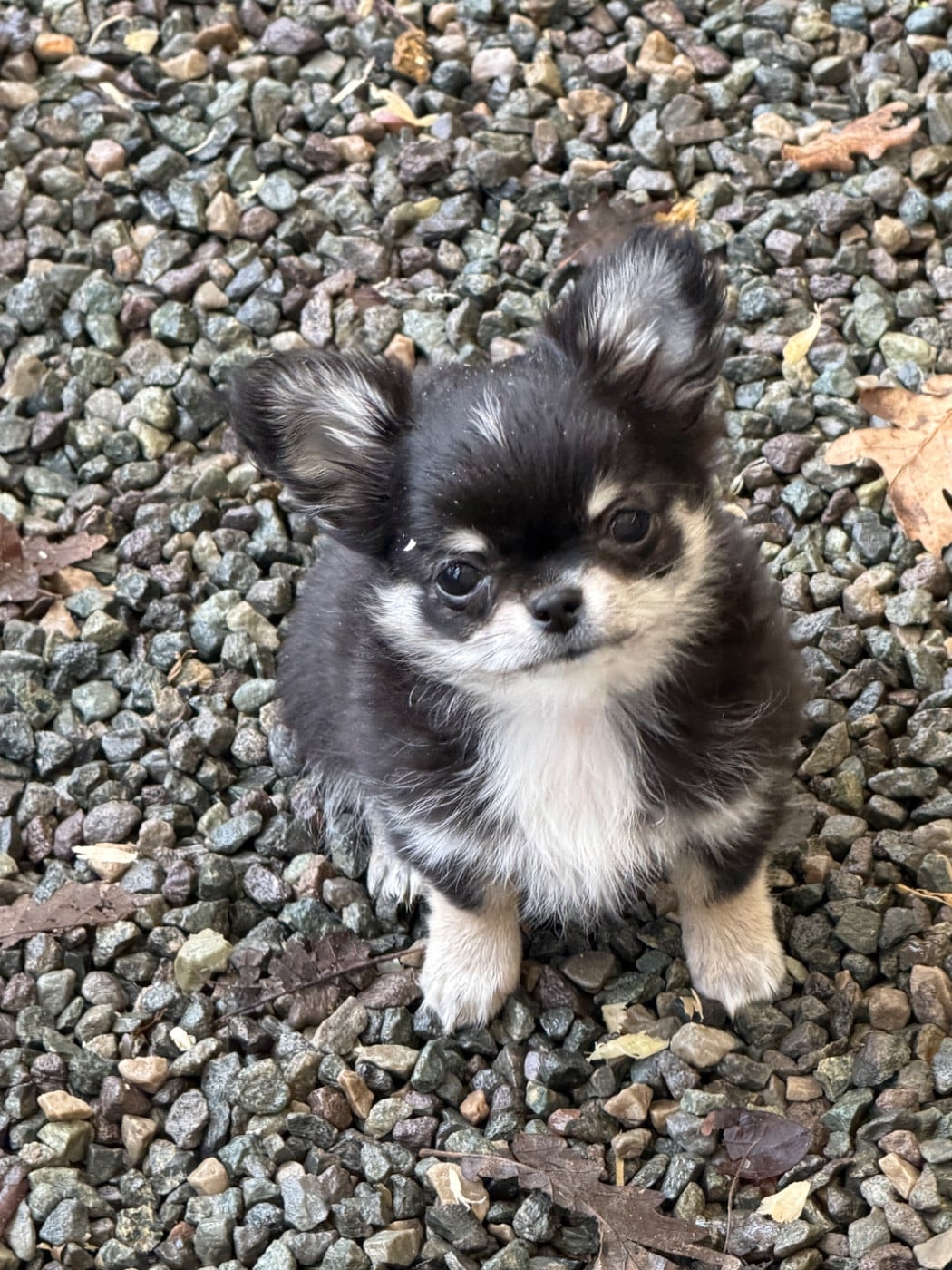 Chihuahua - du moulin de madjurie