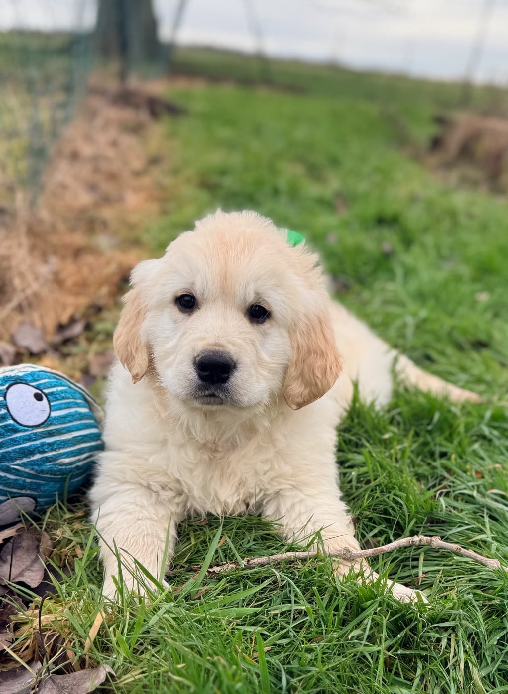 Golden Retriever - du moulin de madjurie